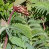 Melianthus Major (Honey Bush) 5 litre pot - Image 2