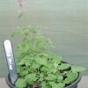 Agastache - Rose Mint  - 2 litre pot - Image 2