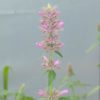 Agastache - Rose Mint  - 2 litre pot