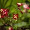 Aquilegia Seeds - Image 2