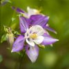 Aquilegia Seeds - Image 3