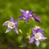 Aquilegia Seeds
