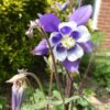 Aquilegia Seeds - Image 4
