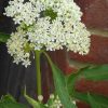 Asclepias - Incarnata (Butterfly Weed) Seeds - Image 3