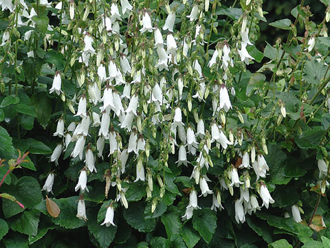 Campanula Aliarifolia - highly unusual! - 2 litre pot - Image 5