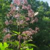 Eupatorium Maculatum - 2 litre Tall Pot