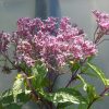 Eupatorium Cannabinum - Hemp-agrimony - 2 litre pot - Image 3