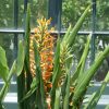 Hedychium Aurantiacum (Ginger Lilly) 5 litre pot - Image 2