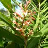Hedychium Aurantiacum (Ginger Lilly) 5 litre pot - Image 3