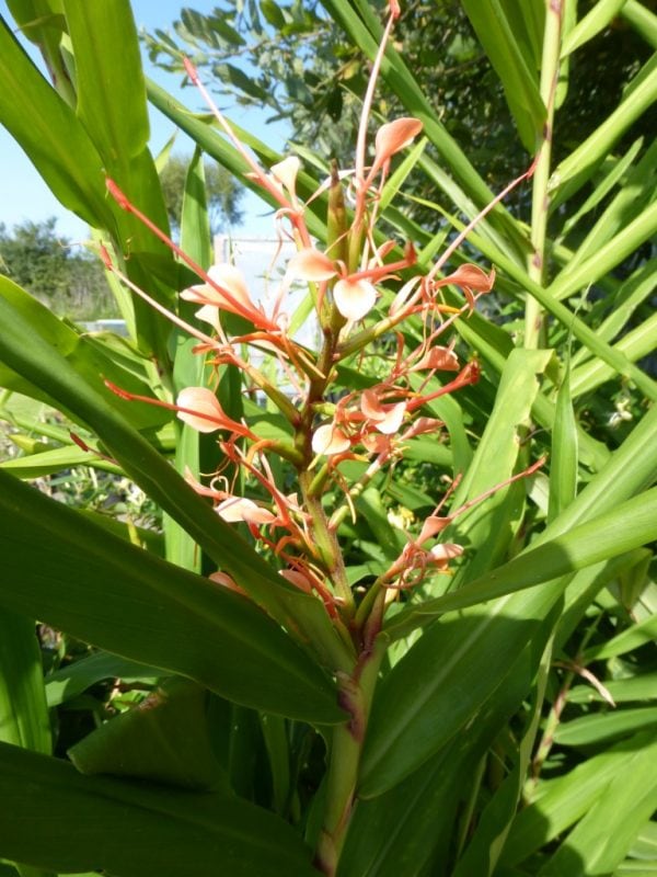 Hedychium Aurantiacum (Ginger Lilly) 5 litre pot - Image 3