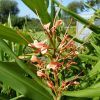 Hedychium Aurantiacum (Ginger Lilly) 5 litre pot - Image 4