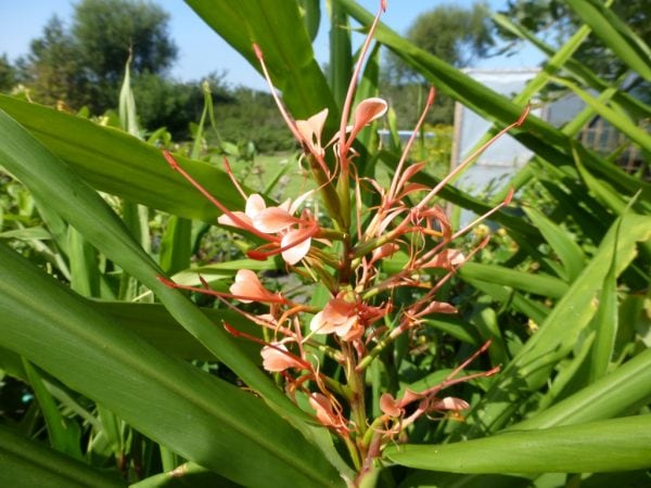 Hedychium Aurantiacum (Ginger Lilly) 5 litre pot - Image 4