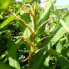 Hedychium Aurantiacum (Ginger Lilly) 5 litre pot - Image 5