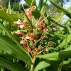 Hedychium Aurantiacum (Ginger Lilly) 5 litre pot - Image 6