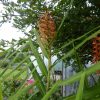 Hedychium Aurantiacum (Ginger Lilly) 5 litre pot - Image 7