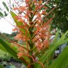 Hedychium Aurantiacum (Ginger Lilly) 5 litre pot - Image 9