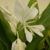 Hedychium Coronarium (Ginger Lilly) 5 litre pot
