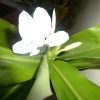 Hedychium Coronarium (Ginger Lilly) 5 litre pot - Image 5