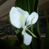 Hedychium Coronarium (Ginger Lilly) 5 litre pot - Image 6