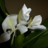 Hedychium Coronarium (Ginger Lilly) 5 litre pot - Image 7