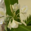 Hedychium Coronarium (Ginger Lilly) 5 litre pot - Image 8