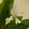 Hedychium Coronarium (Ginger Lilly) 5 litre pot - Image 9