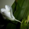 Hedychium Coronarium (Ginger Lilly) 5 litre pot - Image 3