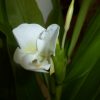 Hedychium Coronarium (Ginger Lilly) 5 litre pot - Image 4