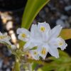 Iris Confusa - VERY RARE - 2 litre tall pot - Image 2