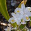 Iris Confusa - VERY RARE - 2 litre tall pot - Image 3