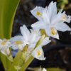 Iris Confusa - VERY RARE - 2 litre tall pot - Image 4