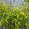 Jasmine Officinale - Fiona Sunrise (lime green leaves) -  5 litre pot fan grown - Image 3