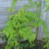 Jasmine Officinale - Fiona Sunrise (lime green leaves) -  5 litre pot fan grown - Image 2