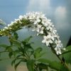 Lysimachia - Cletheroides (Gooseneck Loosestrife) Seeds - Image 2