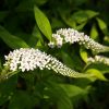 Lysimachia - Cletheroides (Gooseneck Loosestrife) Seeds - Image 3