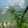 Lysimachia - Cletheroides (Gooseneck Loosestrife) Seeds - Image 4