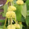 Phlomis russeliana (Jerusalem Sage) - 2 litre pot - Image 3