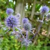 Eryngium - Planum 'Blue Hobbit' - 2 litre pot - Image 2