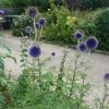 Echinops - Ritro Small Blue Seeds - Image 2