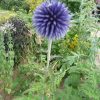 Echinops - Ritro Small Blue Seeds - Image 3