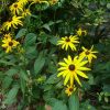 Rudbekia - Goldsturm Seeds - Image 2