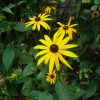 Rudbekia - Goldsturm Seeds