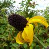 Rudbekia - Maxima 2 litre pot - Image 3