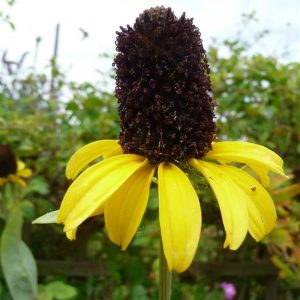Rudbekia - Maxima 2 litre pot