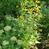 Rudbekia - Triloba Seeds - Image 2