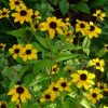 Rudbekia - Triloba Seeds