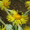 Telekia Speciosa - Seeds - Image 2