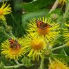 Telekia Speciosa - Seeds - Image 3