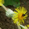 Telekia Speciosa - Seeds - Image 7