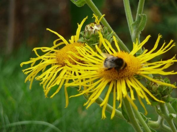 Telekia Speciosa - 3 litre Tall pot - This plant is HUGE! - Image 8